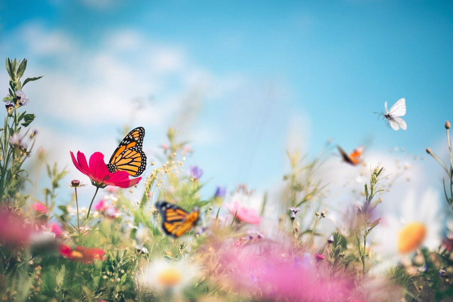 Sommerwiese Bauplanung Garten
